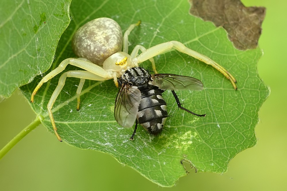 Nazwa:  kwietnik17241cf.jpg
Wyświetleń: 163
Rozmiar:  159,9 KB