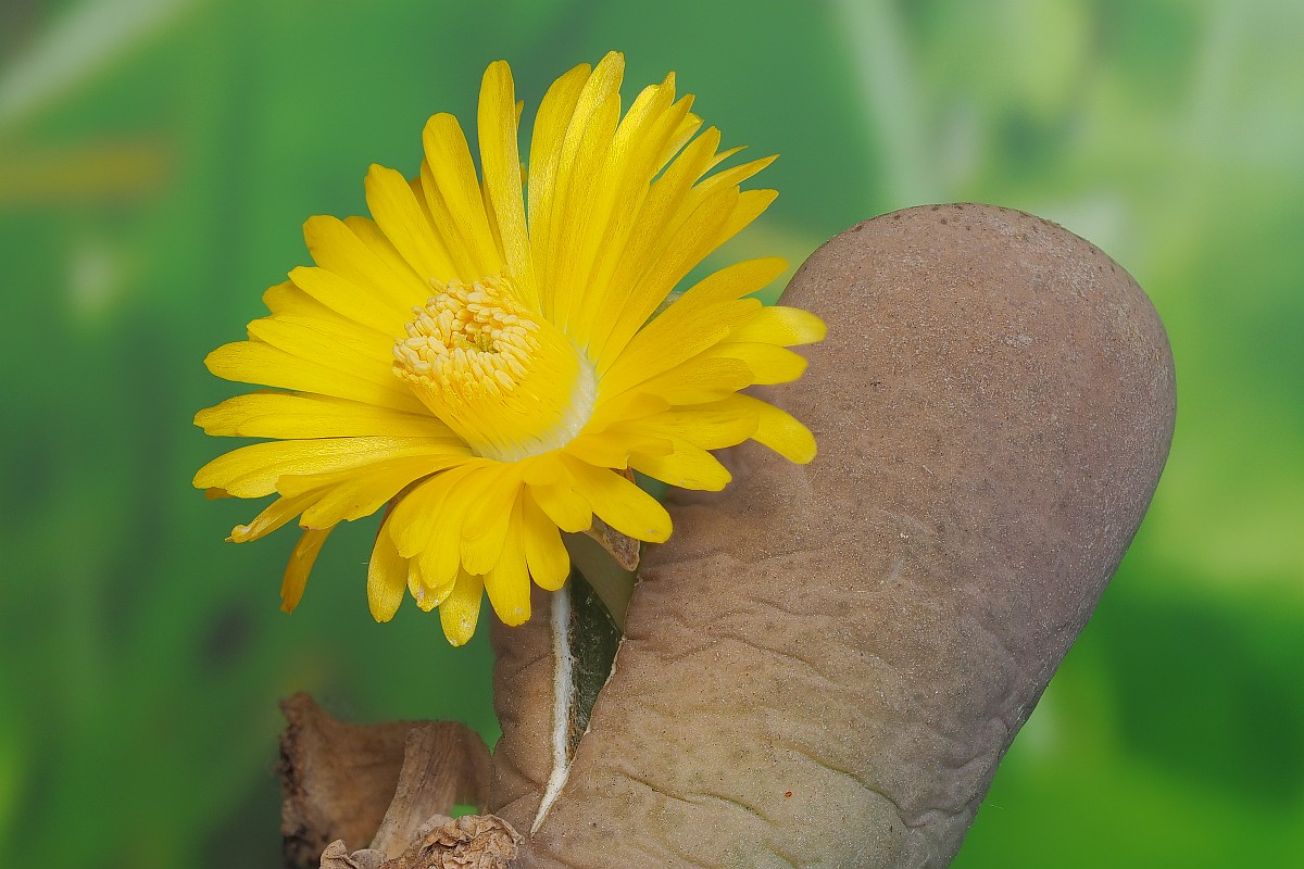 Nazwa:  lithops22662-8e.jpg
Wyświetleń: 180
Rozmiar:  215,1 KB