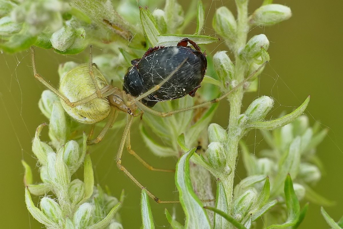 Nazwa:  pajak39069cf.jpg
Wyświetleń: 148
Rozmiar:  219,2 KB