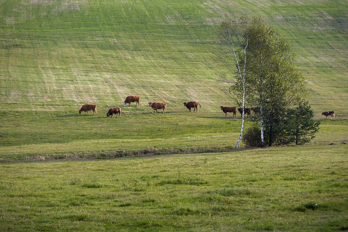 Nazwa:  p2637a.jpg
Wyświetleń: 97
Rozmiar:  875,7 KB