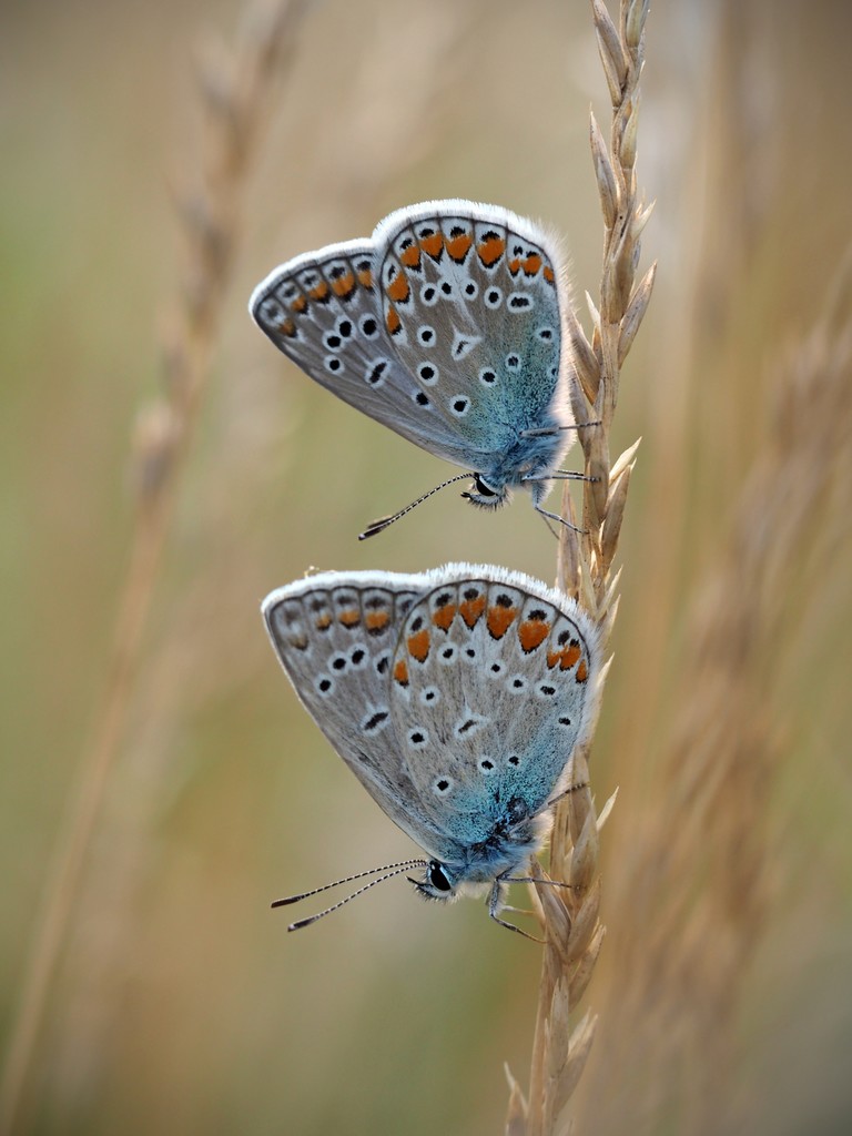 Kliknij obrazek, aby uzyskać większą wersję

Nazwa:	Macro_07__L19.jpg
Wyświetleń:	491
Rozmiar:	115,7 KB
ID:	226589