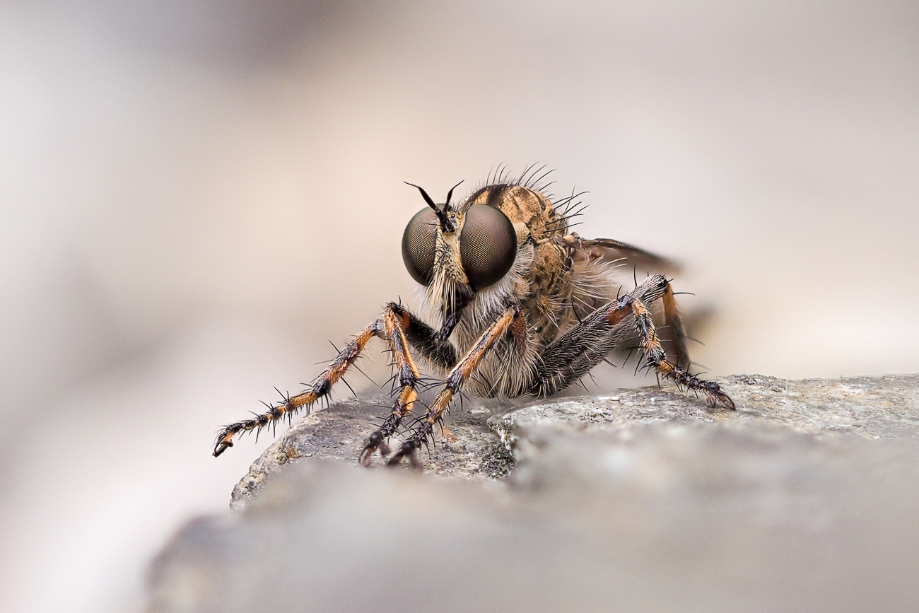 Kliknij obrazek, aby uzyskać większą wersję

Nazwa:	Macro_05__L17.jpg
Wyświetleń:	436
Rozmiar:	709,7 KB
ID:	226591