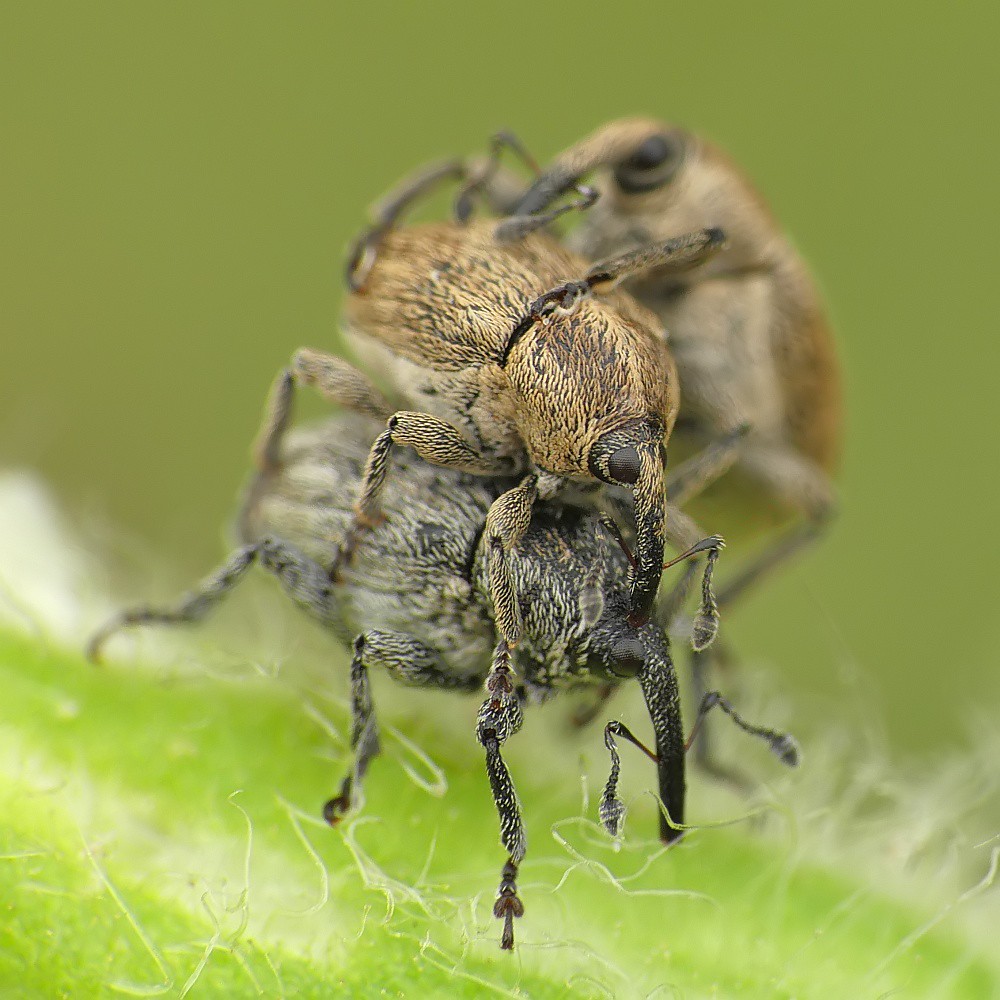 Kliknij obrazek, aby uzyskać większą wersję

Nazwa:	Macro_11__S14.jpg
Wyświetleń:	527
Rozmiar:	184,4 KB
ID:	226598