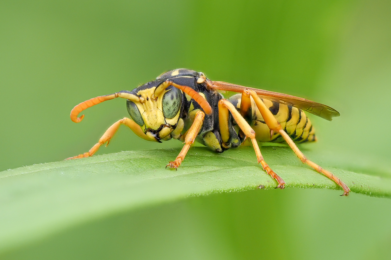 Kliknij obrazek, aby uzyskać większą wersję

Nazwa:	Macro_14__W03.jpg
Wyświetleń:	496
Rozmiar:	779,5 KB
ID:	226601