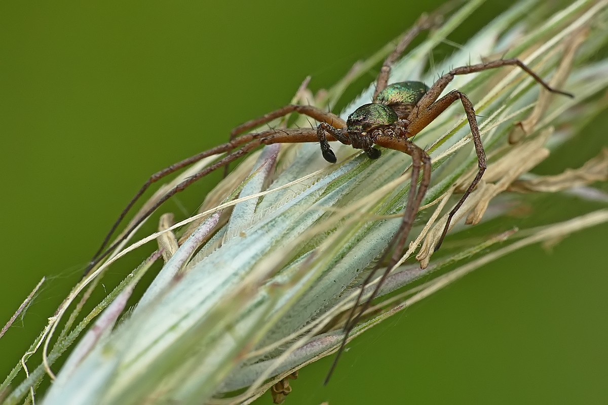 Nazwa:  slizgun21257cf.jpg
Wyświetleń: 135
Rozmiar:  178,0 KB