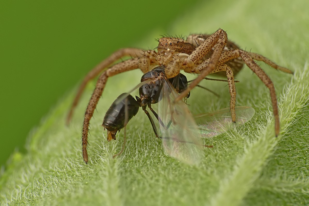 Nazwa:  bokochod43077cf.jpg
Wyświetleń: 162
Rozmiar:  184,4 KB