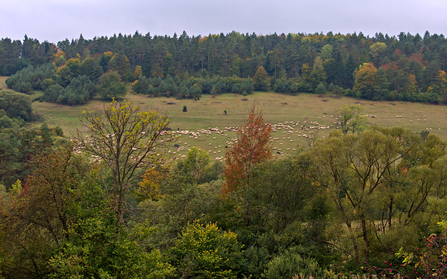 Nazwa:  P1023533.jpg
Wyświetleń: 262
Rozmiar:  846,3 KB