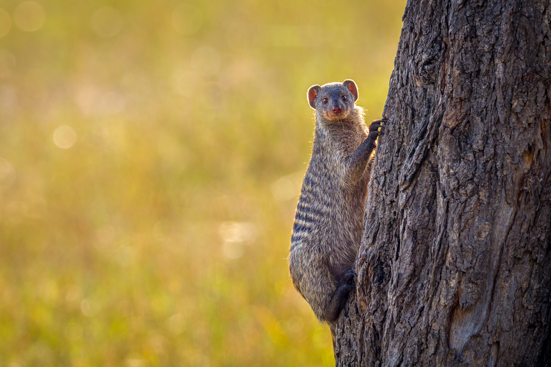 Nazwa:  20190812_Banded_mongoose_001.jpg
Wyświetleń: 235
Rozmiar:  888,1 KB