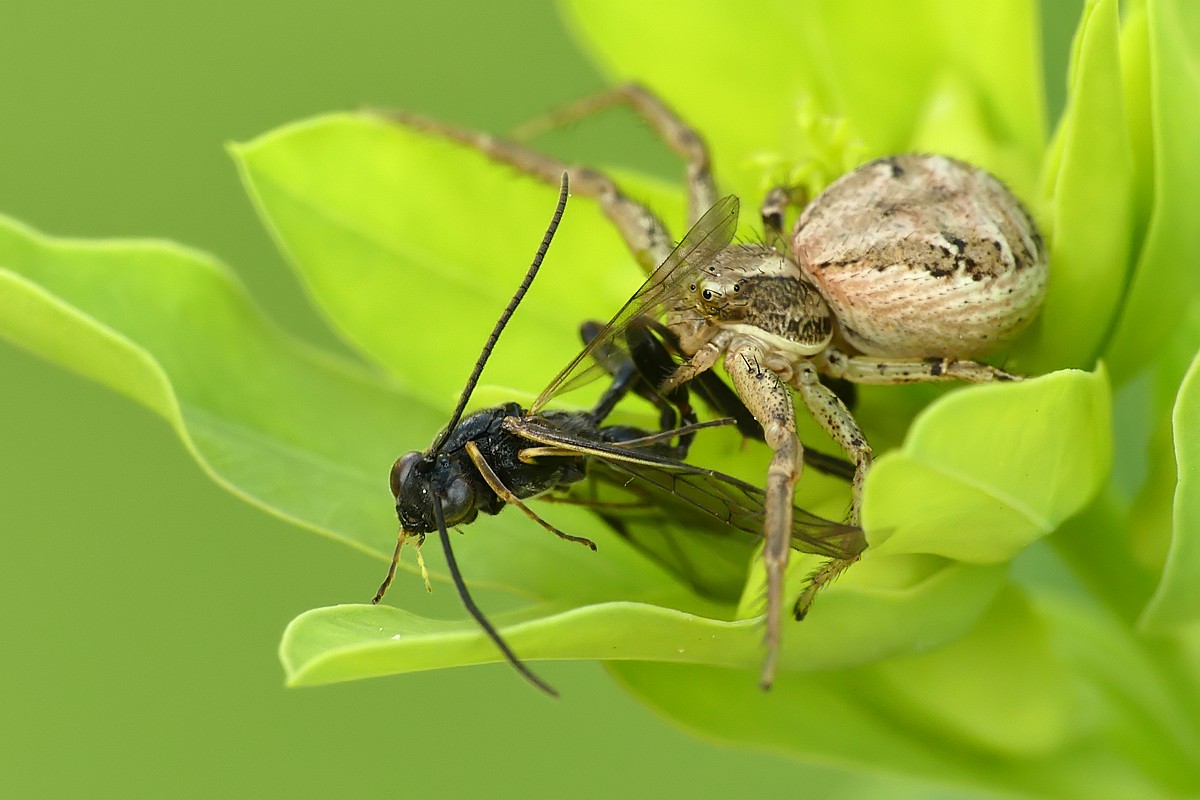 Nazwa:  bokochod85306cf.jpg
Wyświetleń: 119
Rozmiar:  144,5 KB