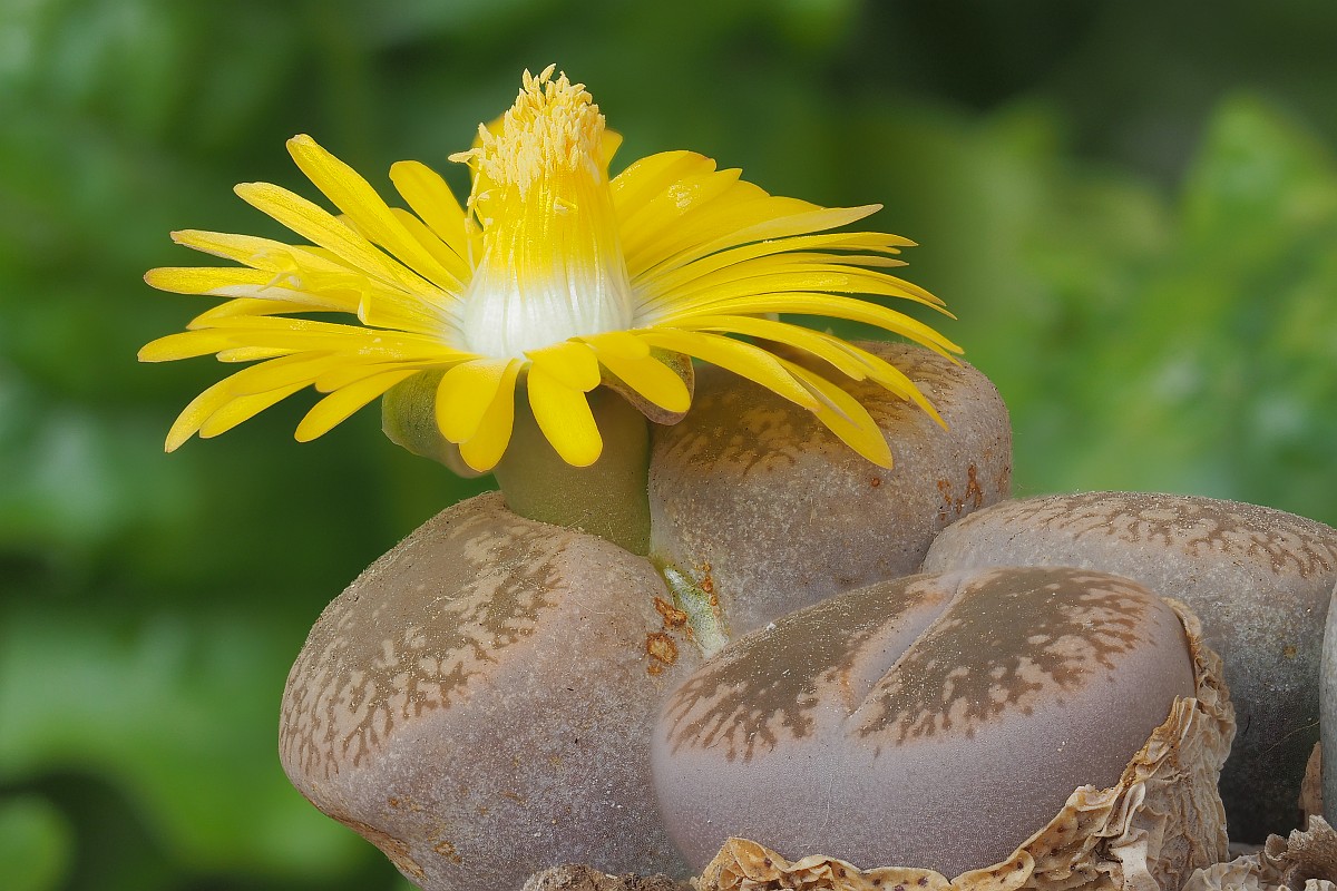 Nazwa:  Lithops29953-73e.jpg
Wyświetleń: 158
Rozmiar:  243,6 KB