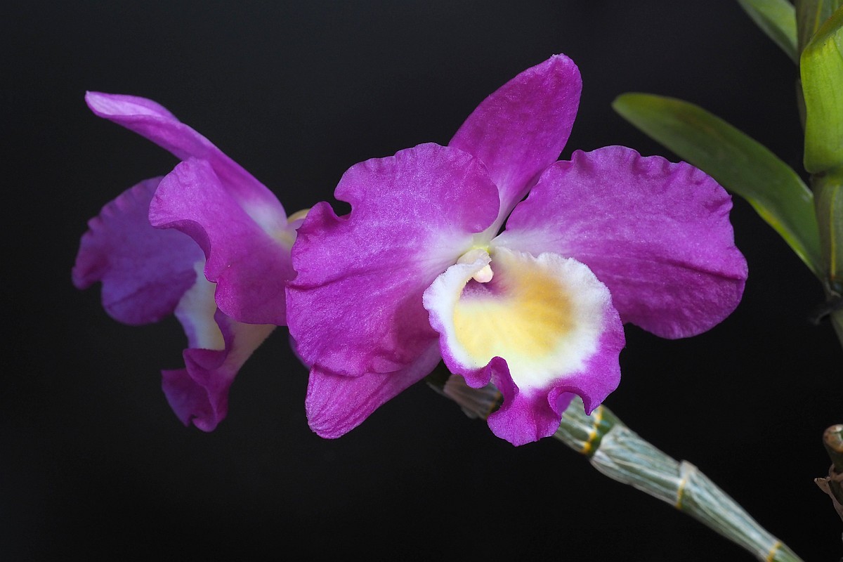 Nazwa:  dendrobium01889p.jpg
Wyświetleń: 74
Rozmiar:  145,8 KB