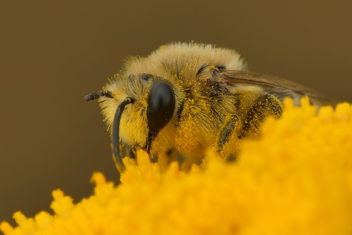 Kliknij obrazek, aby uzyskać większą wersję

Nazwa:	macro02.jpg
Wyświetleń:	390
Rozmiar:	126,8 KB
ID:	224809