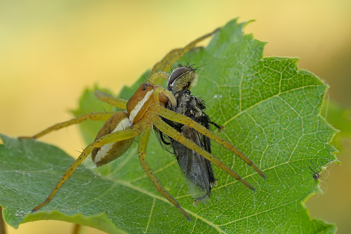 Nazwa:  bagnik21181g1f.jpg
Wyświetleń: 110
Rozmiar:  196,3 KB