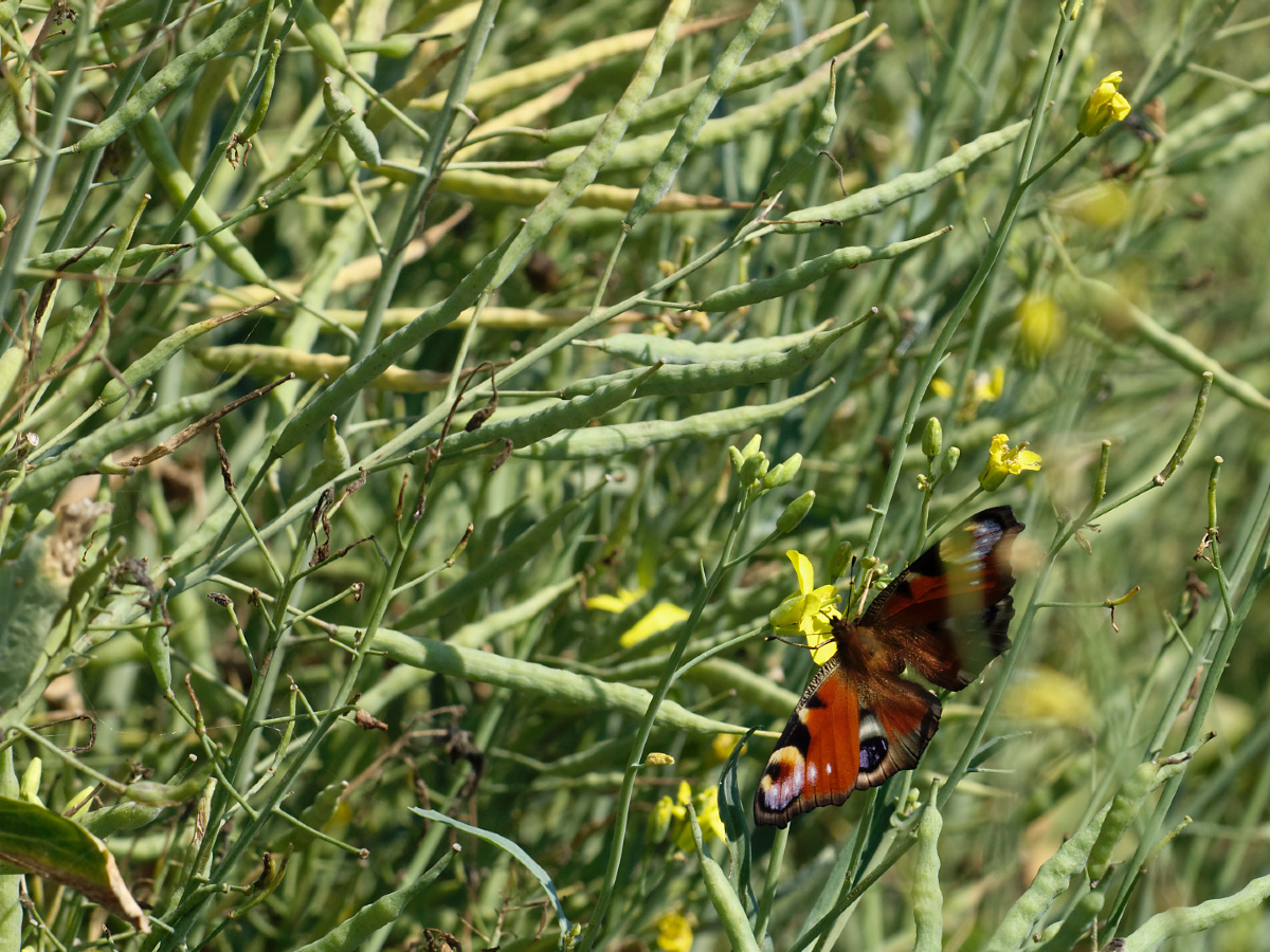 Nazwa:  P6201021_DxO.jpg
Wyświetleń: 101
Rozmiar:  597,4 KB