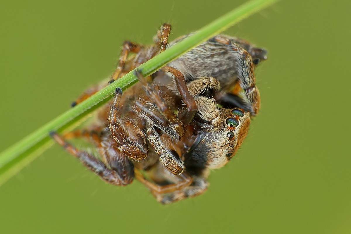 Nazwa:  skakuny134865cf.jpg
Wyświetleń: 158
Rozmiar:  145,2 KB