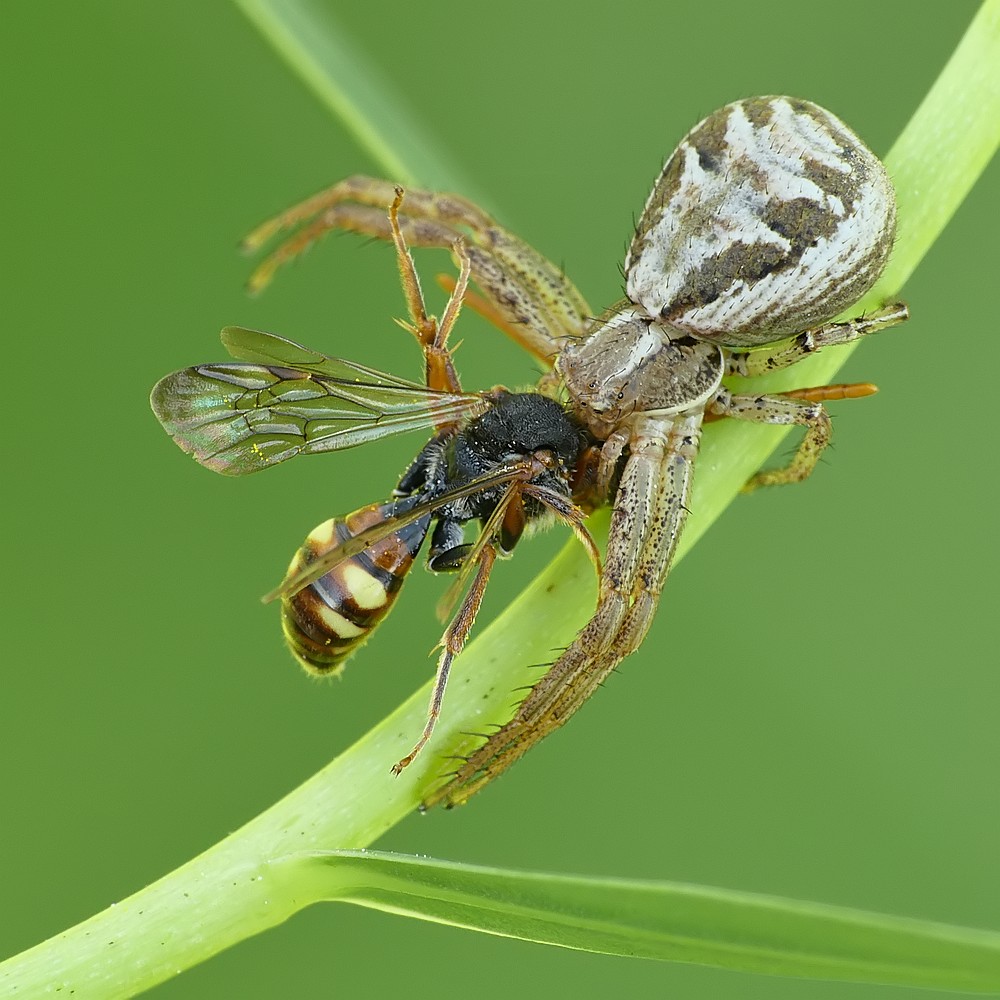 Nazwa:  bokochod85735cf.jpg
Wyświetleń: 123
Rozmiar:  171,7 KB