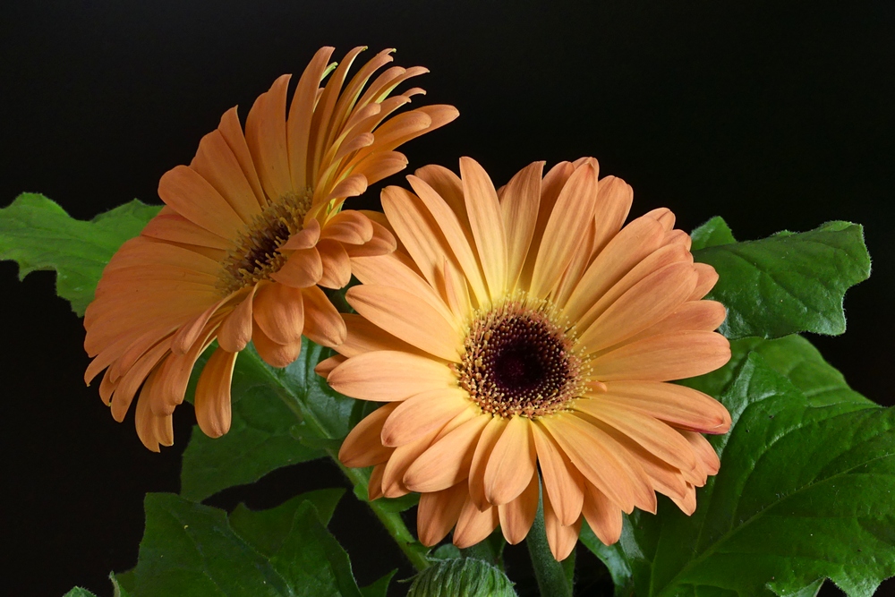 Nazwa:  gerbera10674c.JPG
Wyświetleń: 137
Rozmiar:  350,7 KB