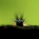 Awatar DoktorA